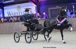 ARDINGLY’S BROOKFIELD beste nieuweling op Noordelijke Tuigpaarden Dag