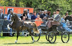 Leyrun Royal Dance verrast op jubilerend Oranjeconcours De Bilt-Bilthoven