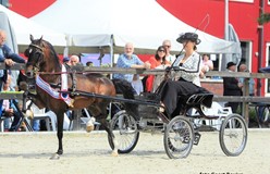 Manon Alting- Veerman met Westbourne Hallmark kampioen dames Hackney’s