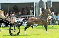 Luddington Hi Five Nederlands kampioen Hackney ’s kleine maat