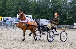 Els d'Achard met Heartland Incredible Kampioen Dames Regionaal Zuid