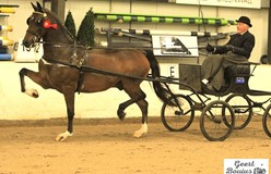 Gerard Zwartjens wint met Tivoli Amarillus in Beilen