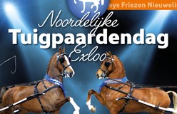 Noordelijke Tuigpaarden Dag Exloo