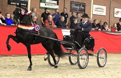 Topdag voor Kees Kimenai op Twentse Tuigpaarden Dag