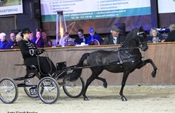 Dubbelslag voor Kees Kimenai en Manon Alting-Veerman op Noordelijke Tuigpaarden Dag Exloo