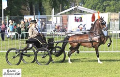 Mooie Hackney sport op landgoed Hoekelum in Bennekom