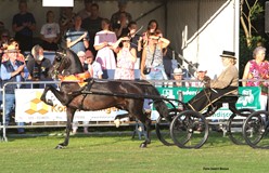 Ardingly’s Hot Chocolate in Norg Nederlands kampioen ereklasse kleine maat