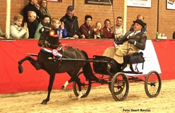 Hackney hengst Luddington Mainstream beste nieuweling in Ambt Delden