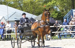 Gerard Zwartjens en Tivoli Amarillus winnen op nieuw concours Raalte