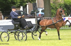 Dubbelslag voor Maroanka’s Bellisimo in Roden