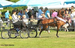Manon Alting-Veerman ook dameskampioen Hackney’s met Maroanka’s Bellisimo