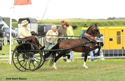 Anneke Borkent met Luddington Hi Five dameskampioen in Blauwhuis